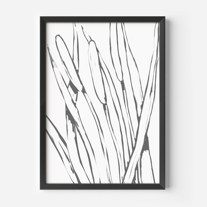 Pond Reed Cattails