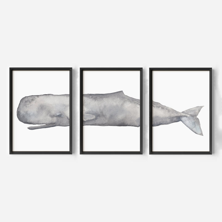 Sperm Whale Watercolor - Set of 3