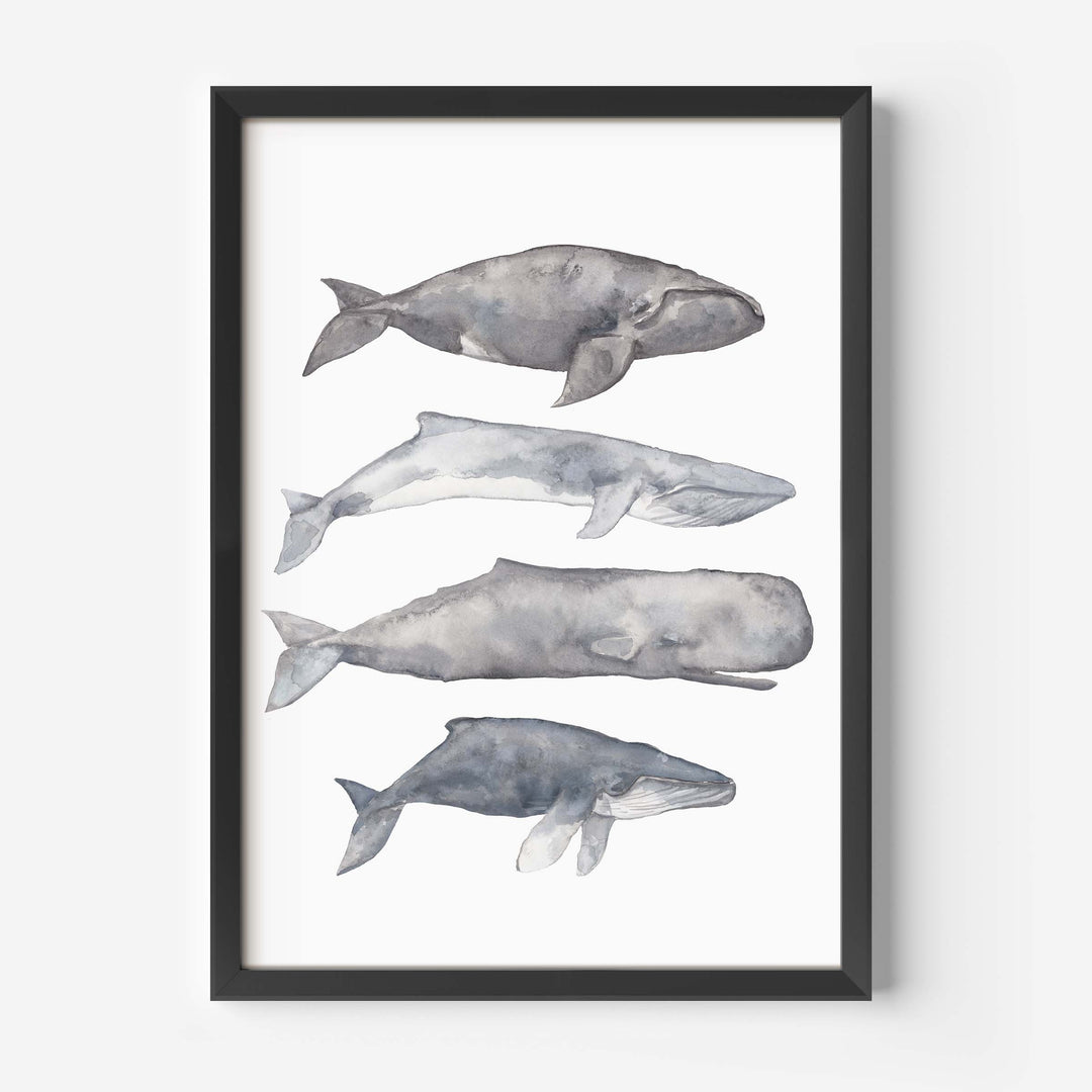 Sperm, Fin, Humpback & Right Whale Watercolor