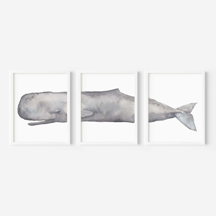 Sperm Whale Watercolor - Set of 3