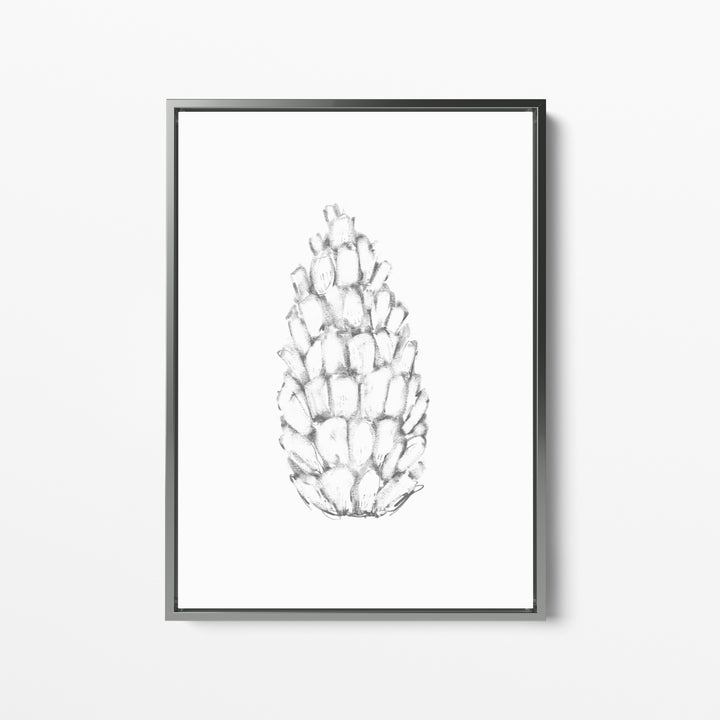 Pine Cone Illustration