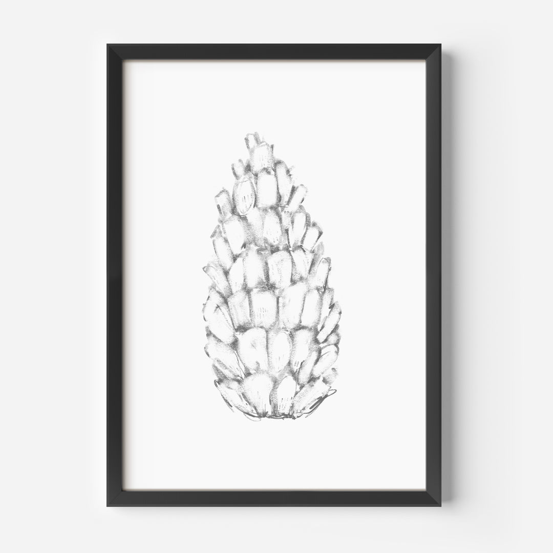 Pine Cone Illustration