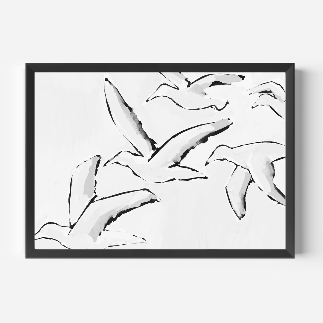 Black & White Gulls in Flight