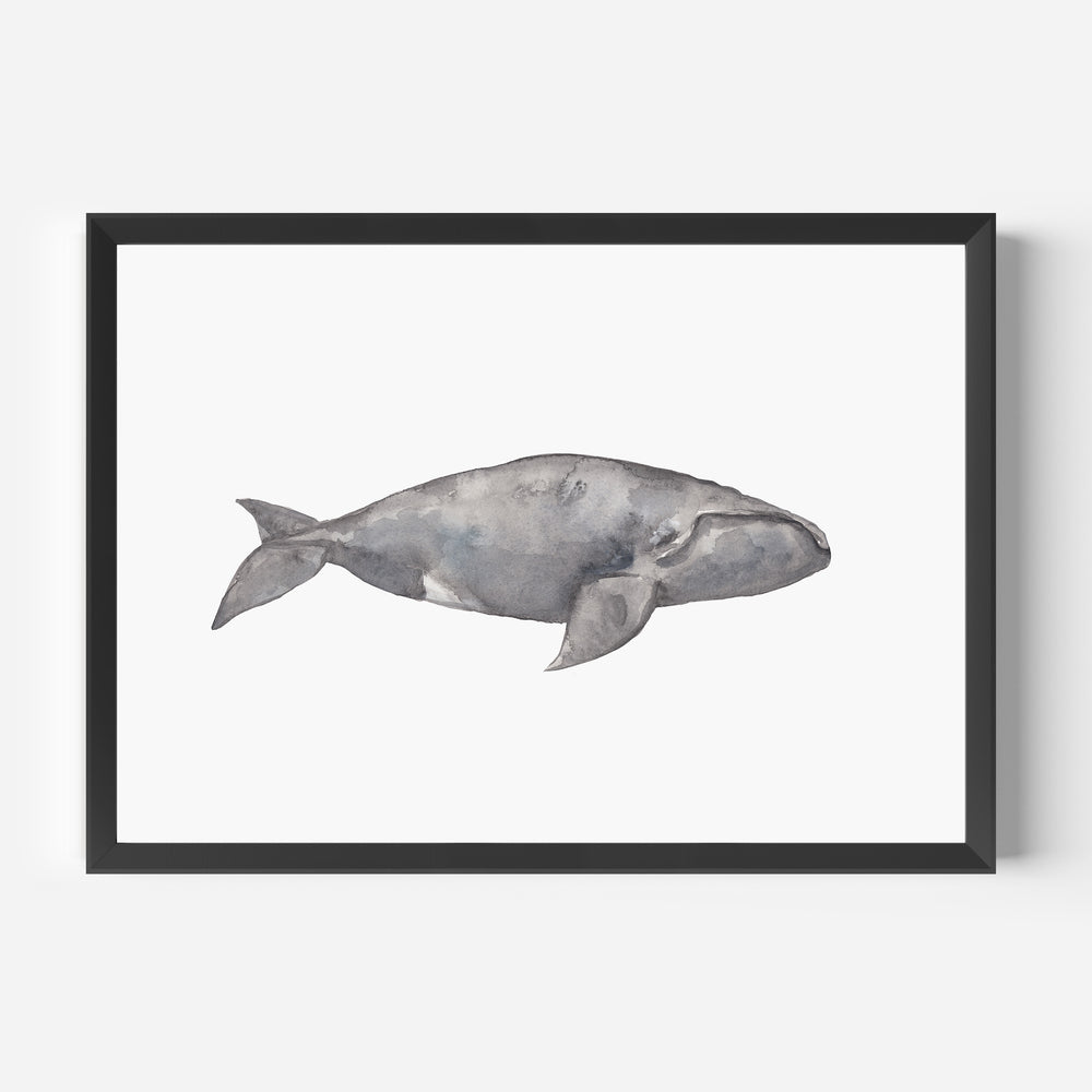 Watercolor Right Whale Painting - Jetty Home