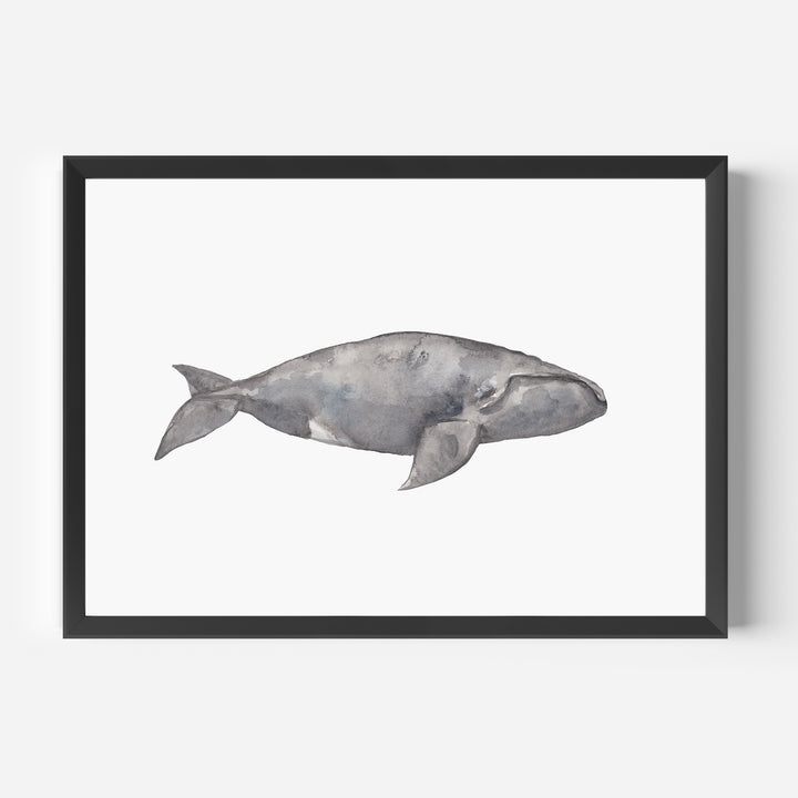 Watercolor Right Whale Painting - Jetty Home
