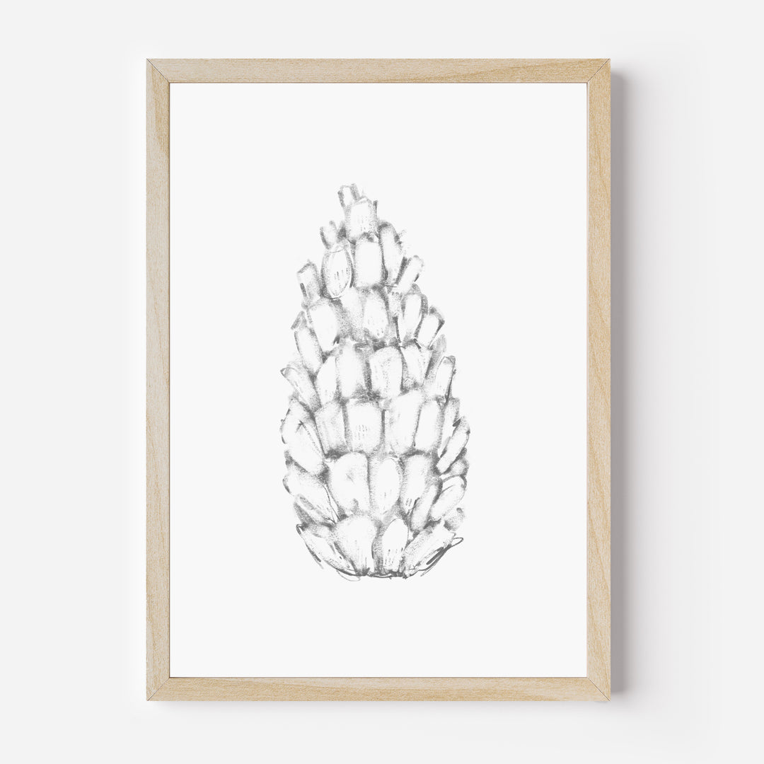 Pine Cone Illustration