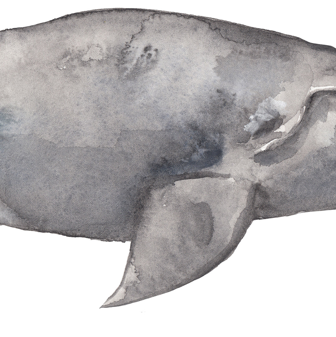 Watercolor Right Whale Painting - Jetty Home