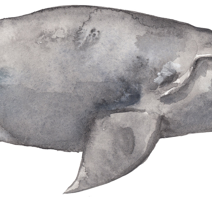 Watercolor Right Whale Painting - Jetty Home