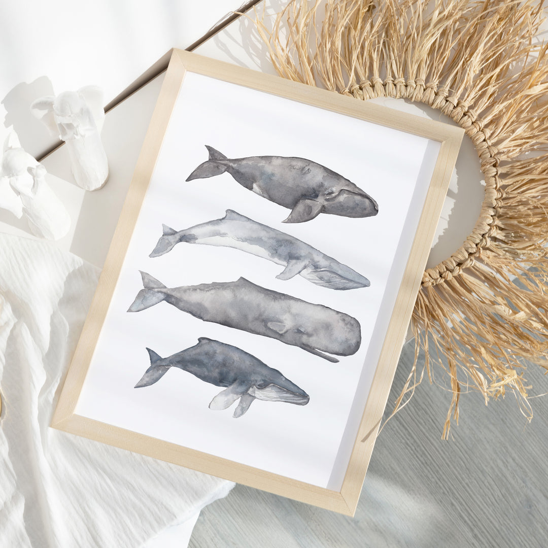 Sperm, Fin, Humpback & Right Whale Watercolor  - Art Print or Canvas - Jetty Home