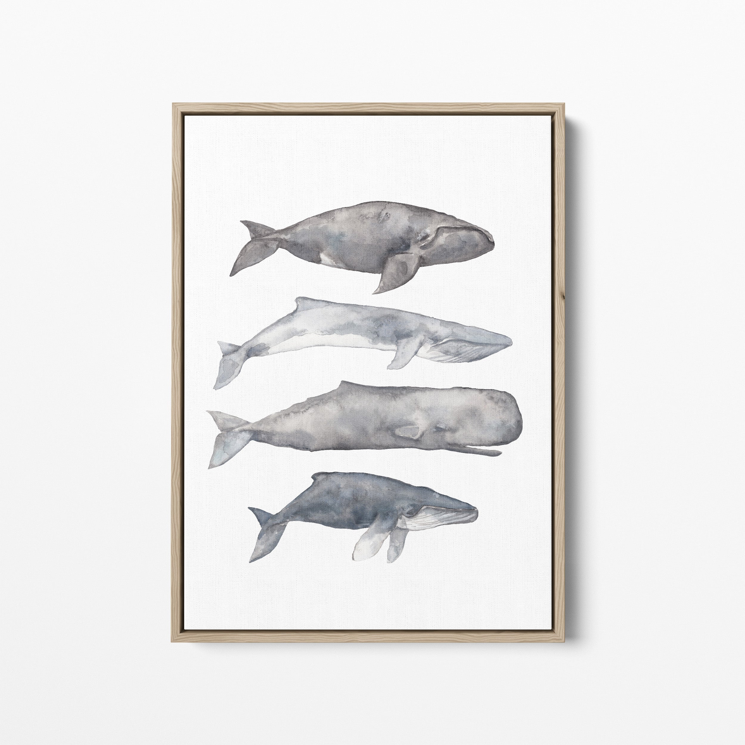 Sperm, Fin, Humpback & Right Whale Watercolor | Jetty Home