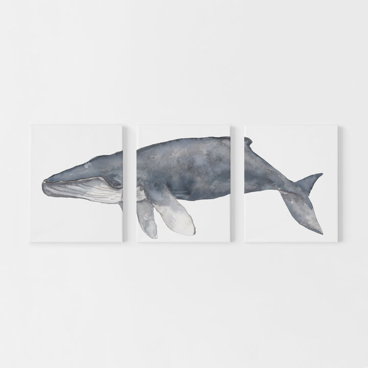 Humpback Whale Triptych Set of Three Wall Art Prints or Canvas - Jetty Home