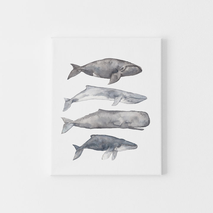 Sperm, Fin, Humpback and Right Whale Watercolor Wall Art Print or Canvas - Jetty Home