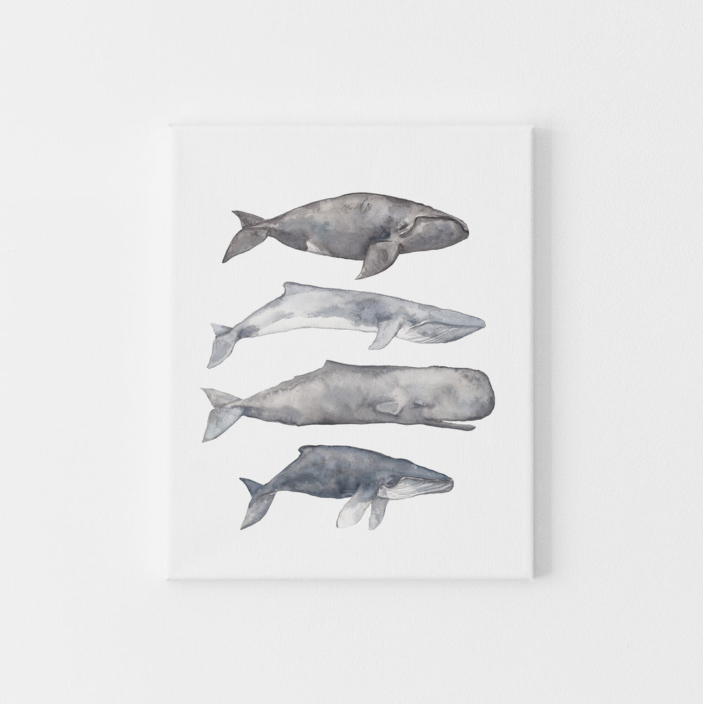 Sperm, Fin, Humpback and Right Whale Watercolor Wall Art Print or Canvas - Jetty Home