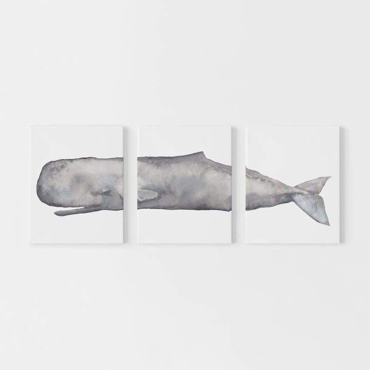 Sperm Whale Watercolor Triptych Set of Three Wall Art Prints or Canvas - Jetty Home