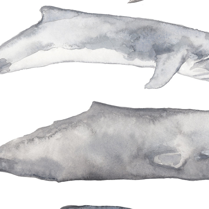Sperm, Fin, Humpback and Right Whale Watercolor Wall Art Print or Canvas - Jetty Home